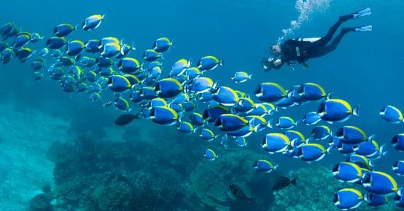 Steps to Planning the Perfect Scuba Diving Trip