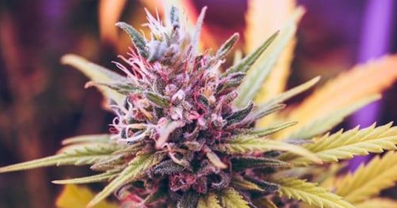 WHAT ARE THE MEDICAL BENEFITS OF CANDY PUNCH CANNABIS STRAIN?