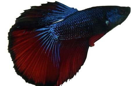 The Secret to Making Your Betta Fish Look Beautiful