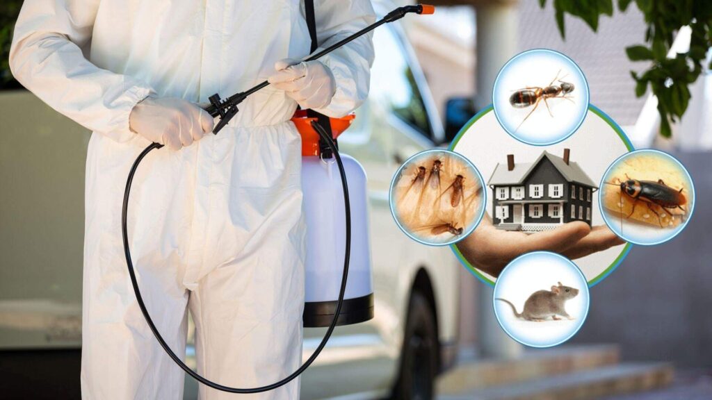 Why Do You Need Pest Control Services?