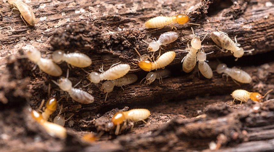 Termites- Why To Get Rid Of Them As Soon As Possible
