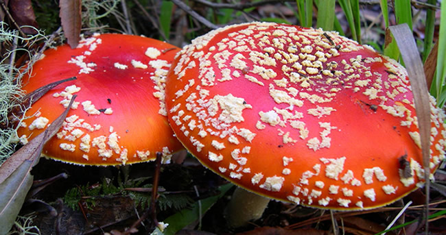 10 Effects Of Amanita Muscaria On The Human Body