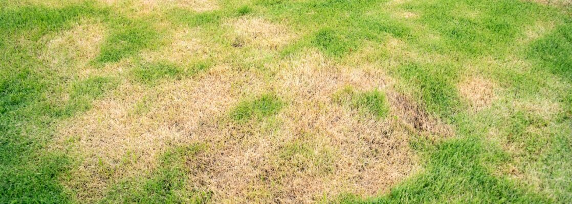 Top Tips For Reviving a Dry Patchy Lawn