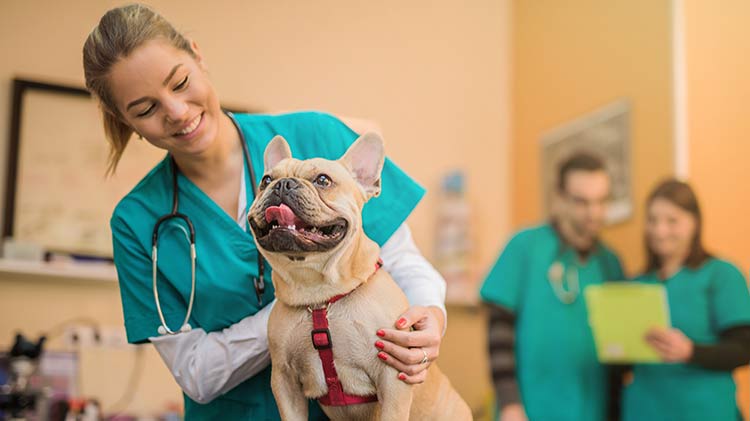 How pet insurance can help with chronic conditions in pets