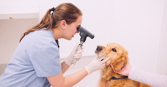 Your Quick-Start Guide to the Health and Care of Your Dog 