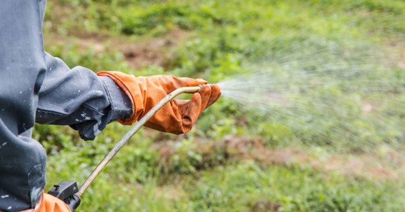 A Shopper's Guide To Weed Killer for Lawns
