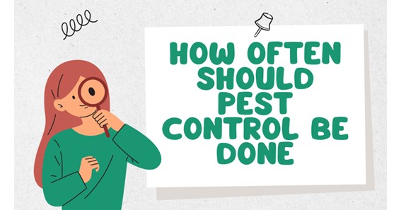 How Often Should Pest Control Be Done